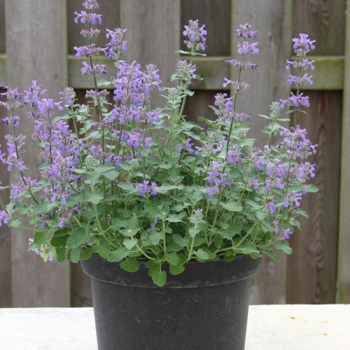 Nepeta x faassenii 'Baby Cat' - Faasseni naistenõges 'Baby Cat'